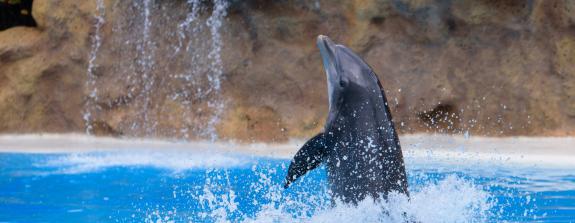 Ganzheitliche Traumatherapie