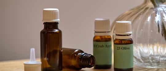 auffrischungsseminar vertiefung bachblüten
