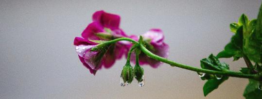 bachblüten vertiefung seminar