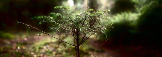 tagesseminar frauen den eigenen weg finden natur wald