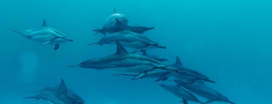 medialer zirkel übersinnlicher austausch