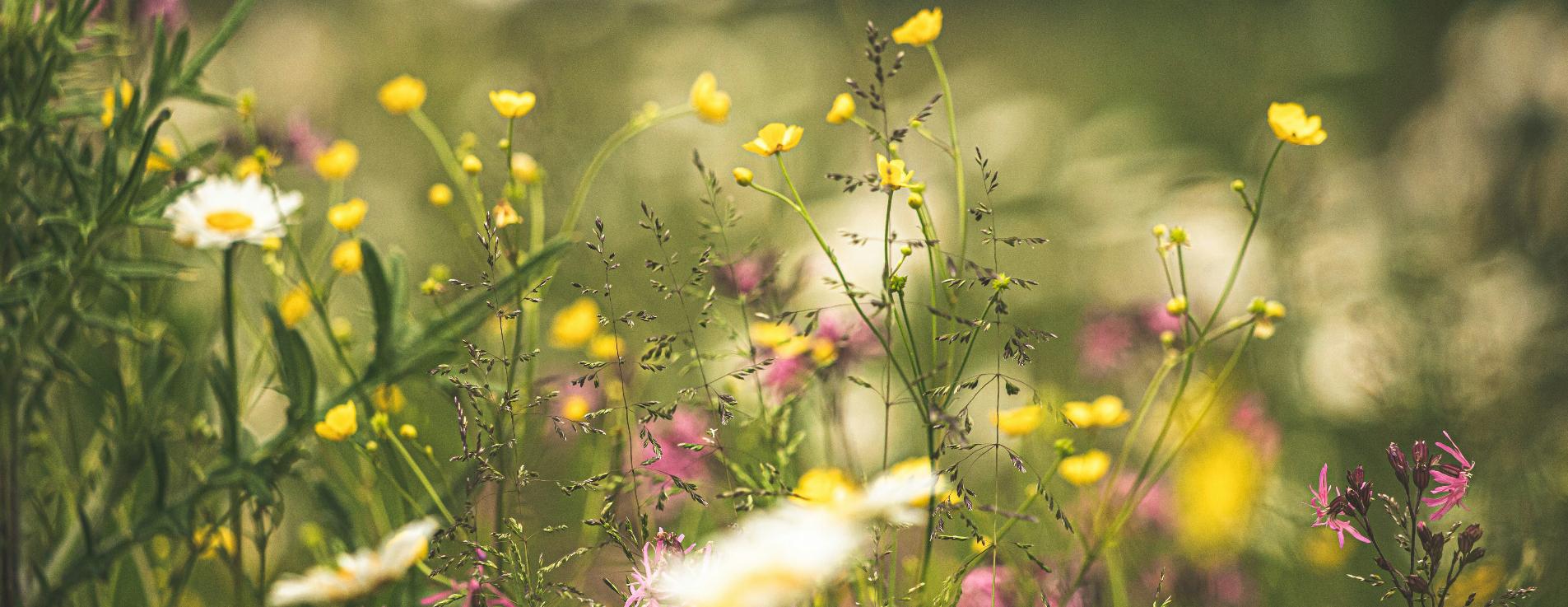 arbeitskreis bachblüten