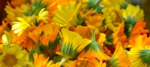 blütenessenz ringelblume, selbsthergestellt