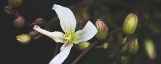 bachblüten kinder therapeuten coaches 