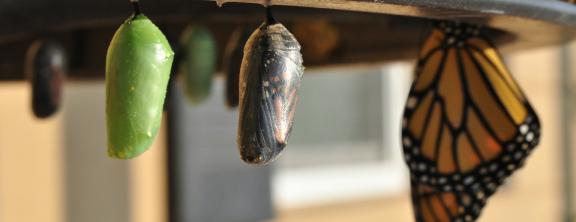 wandel, zeit heilung