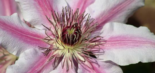 arbeitskreis blüten essenzen