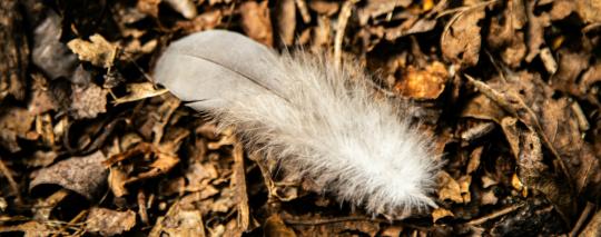 atem meditation online