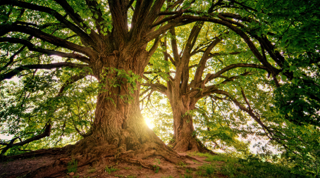 Die Kraft der Ahnen – Ahnenarbeit & Ahnenaufstellung für Heilung, Frieden und innere Stärke