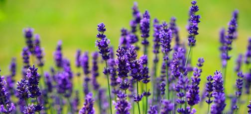 blütenessenz lavendel