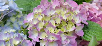 blütenessenz hortensie