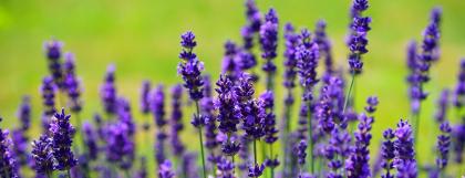 blütenessenz lavendel deine bestimmung