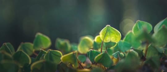 herz chakra meditation