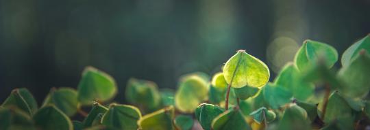 erlebnisworkshop frauen bachblüten