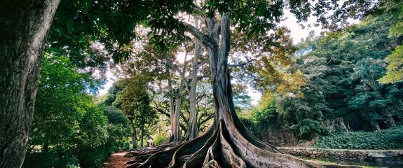 ahnenaufstellung, ahnenarbeit 