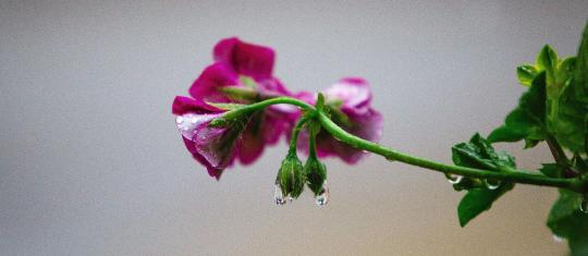 Einsatz von Bachblüten