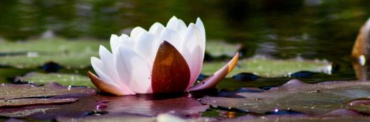 stirn chakra meditation