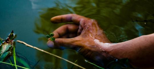 Wirkung von Bachblüten