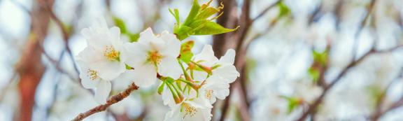 bachblüten therapie seelenessenzen