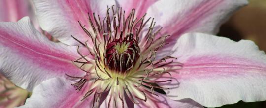 erlebnisworkshop frauen bachblüten