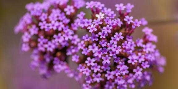 Spirituelle Intuitive Bachblüten Ausbildung