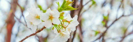 erlebnisworkshop kinder bachblüten