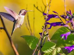 Bachblüten Ausbildung - für Vertiefung und Intensivierung