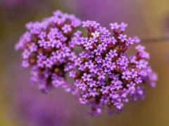 Bachblüten Kompaktausbildung Paracelsus Schule Augsburg