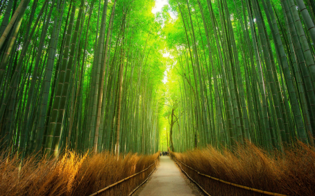 Die Vision der Bachblüten: Heilung & innere Freiheit nach Dr. Edward Bach