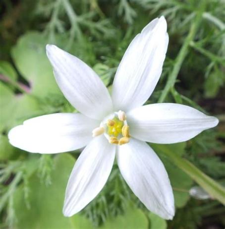 Bachblüten: Bedeutung, Wirkung &amp; Anwendung in der modernen Zeit