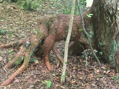 Die Wurzel deines Lebens I Urvertrauen aufbauen
