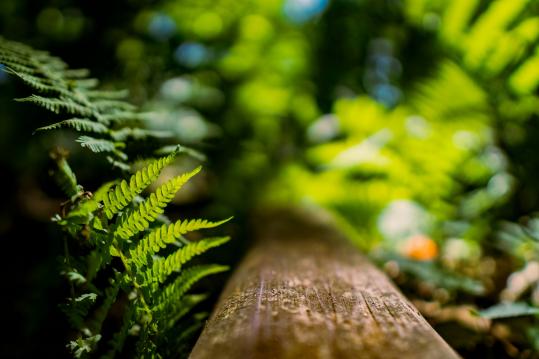 Bachblüten kennenlernen – mehr als nur Notfalltropfen