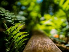 Bachblüten kennenlernen – mehr als nur Notfalltropfen