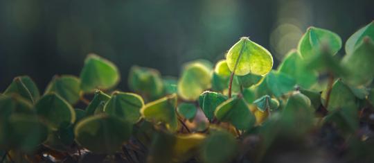 herzensraum meditation online