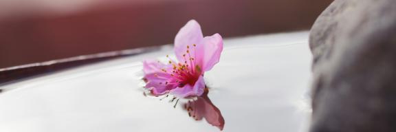 bachblüten 7 gefühlsgruppen