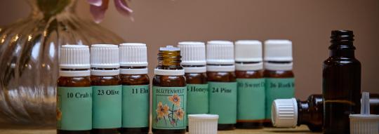 bachblüten online vertiefung seminar