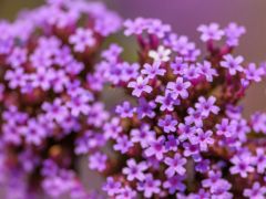 Spirituelle, intuitive Bachblüten Ausbildung Teil 1