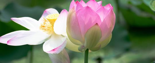 wandlungszeit 2026 selbsterfahrung