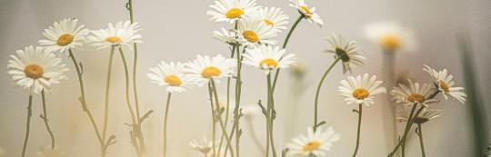 bachblüten blütenessenzen