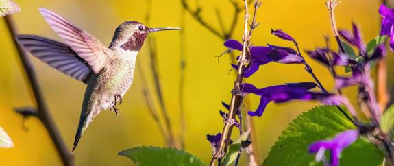 Spirituelle Intuitive Bachblüten Ausbildung Aufbauseminar