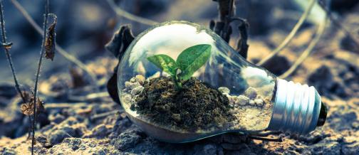 Bachblütenausbildung