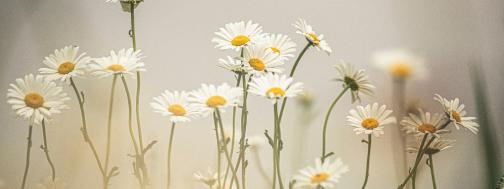 selbsthergestellte blütenessenz gänseblümchen beschreibung
