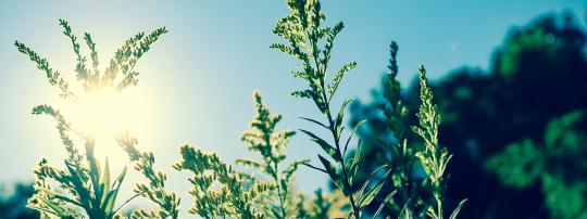 sakral chakra meditation