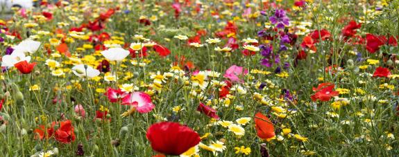 bachblüten beratung