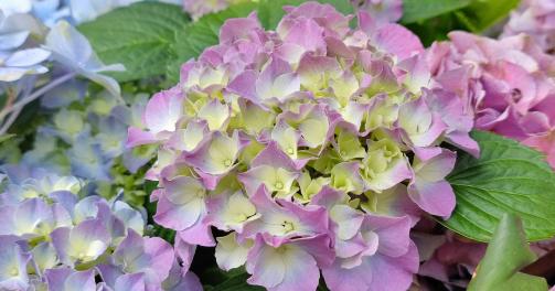 blütenessenz hortensie
