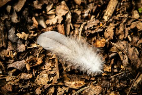 Warum Bachblüten? Sanfte seelische Unterstützung für Frauen