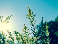 Chakren Meditation Online Solarplexus