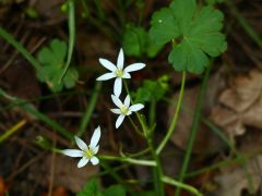 Bachblüten kennenlernen – entdecke ihre Wirkung für dich