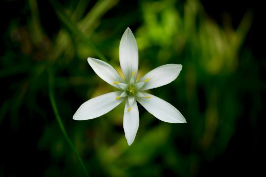 Bachblüten Auffrischungs- und Vertiefungsseminar