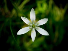 Bachblüten Auffrischungs- und Vertiefungsseminar